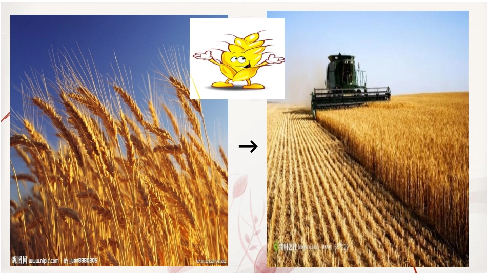 小麦粒参观记_第3页