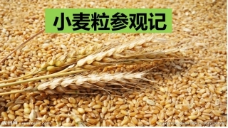 小麦粒参观记