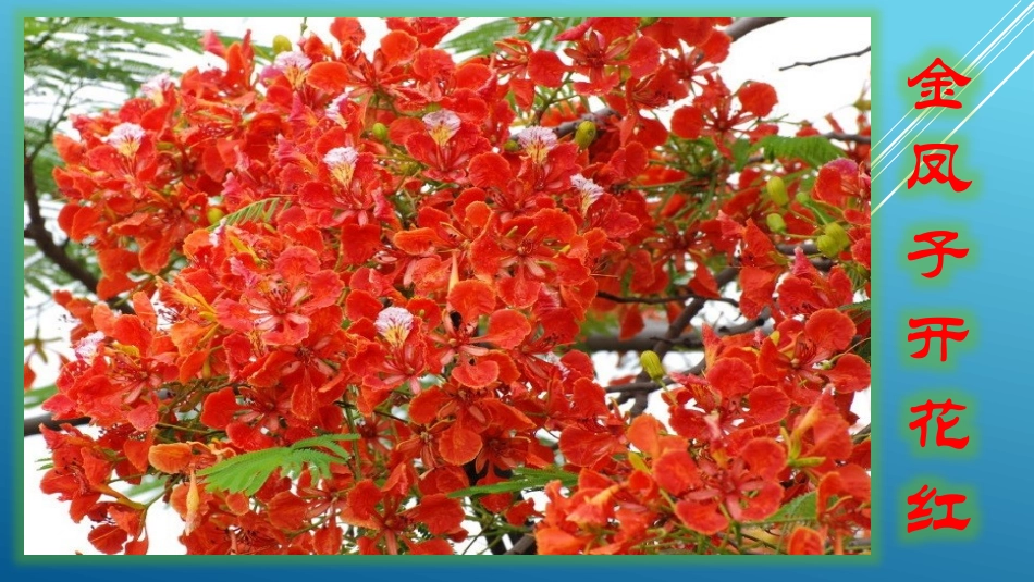 金凤子开红花_第2页