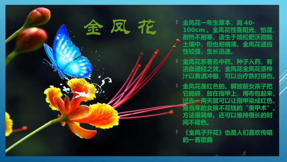 金凤子开红花_第3页