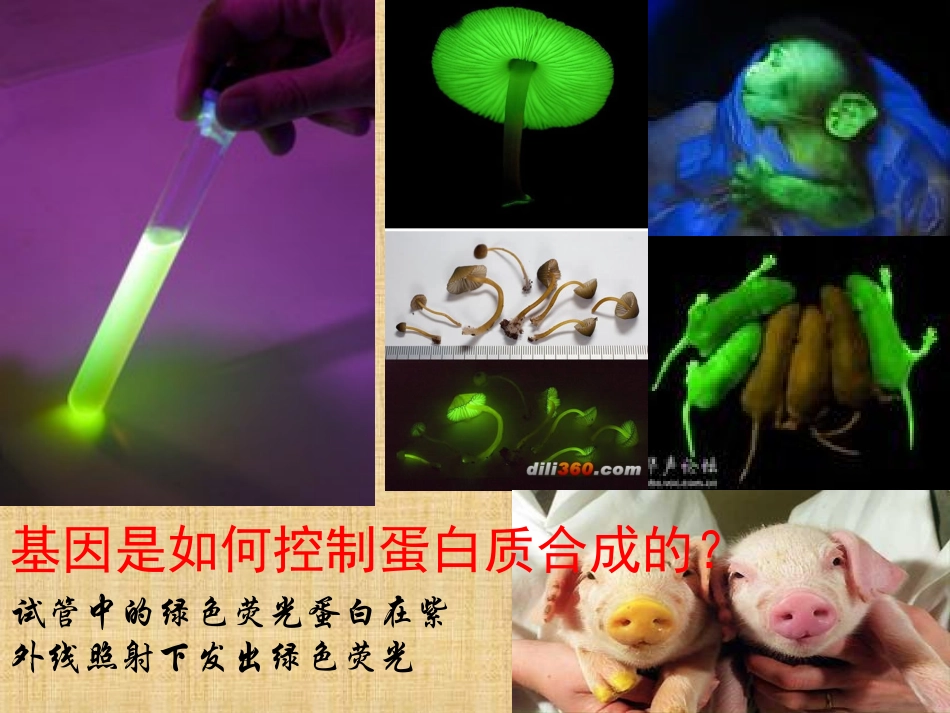 基因表达转录_第3页