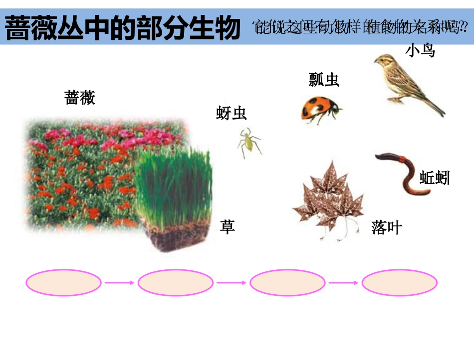 五上1-5《食物链和食物网》 (2)_第3页