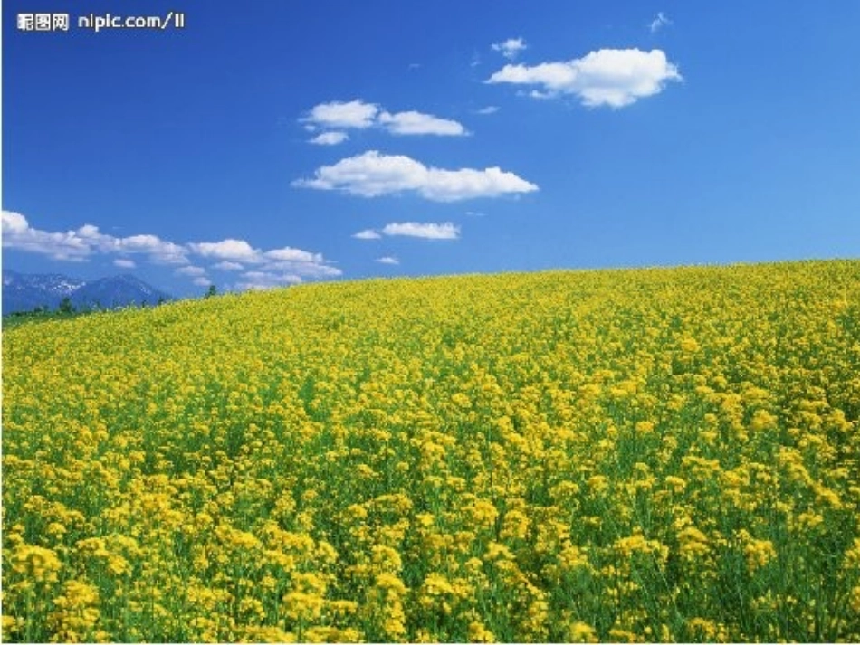 各种各样的花_第2页