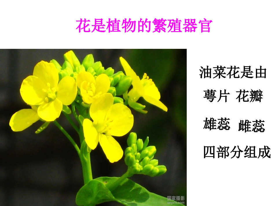各种各样的花_第3页