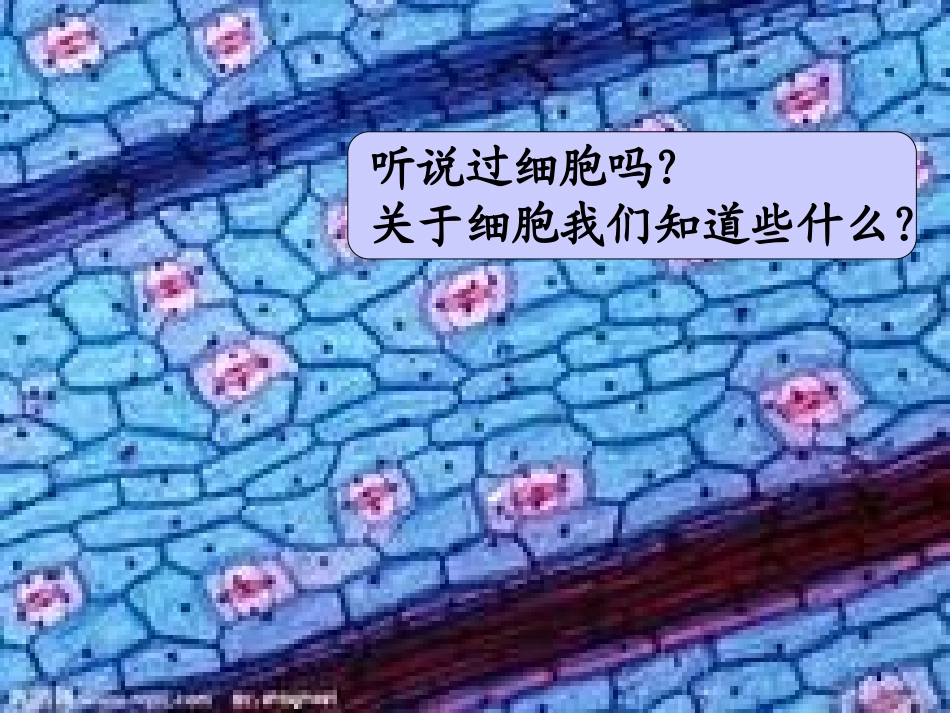 -用显微镜观察身边的生命世界_第2页