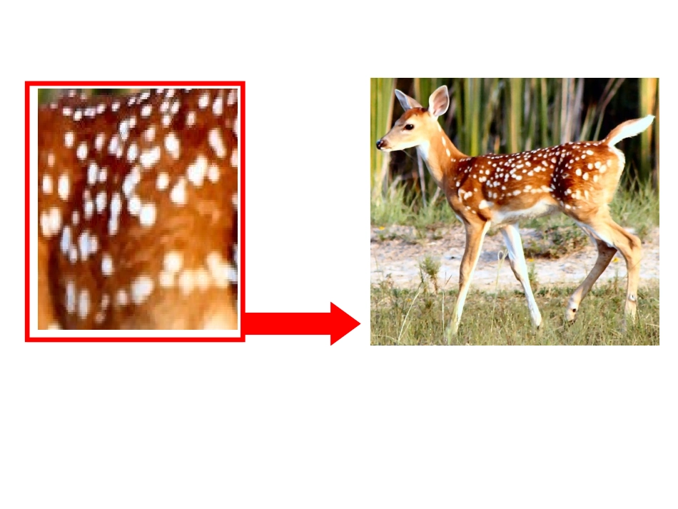 课件动物的花花衣_第2页