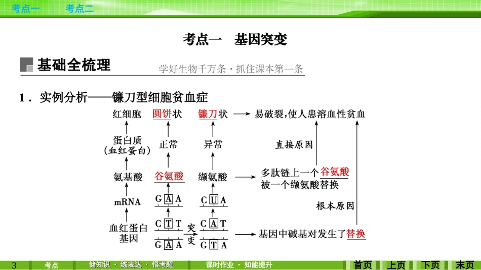 第20讲基因突变与基因重组_第3页