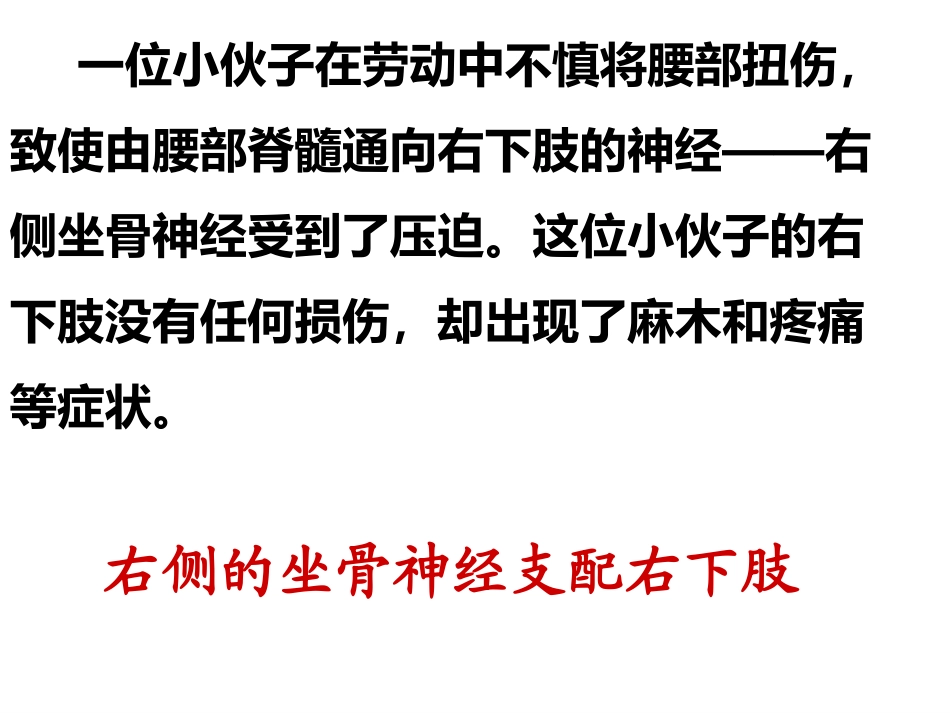 神经系统的组成_第3页
