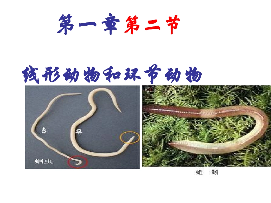 第二节-线形动物和环节动物-课件_第1页