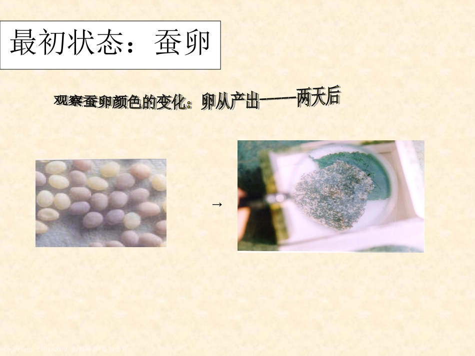 蚕的生长变化_第2页