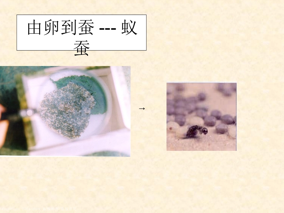 蚕的生长变化_第3页