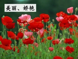 《虎门销烟》课件