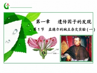 孟德尔的豌豆杂交实验（一）（张）
