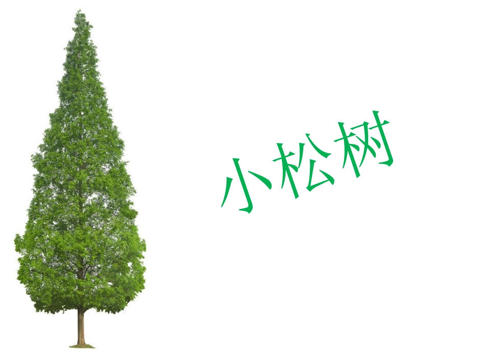 《小松树》课件_第2页