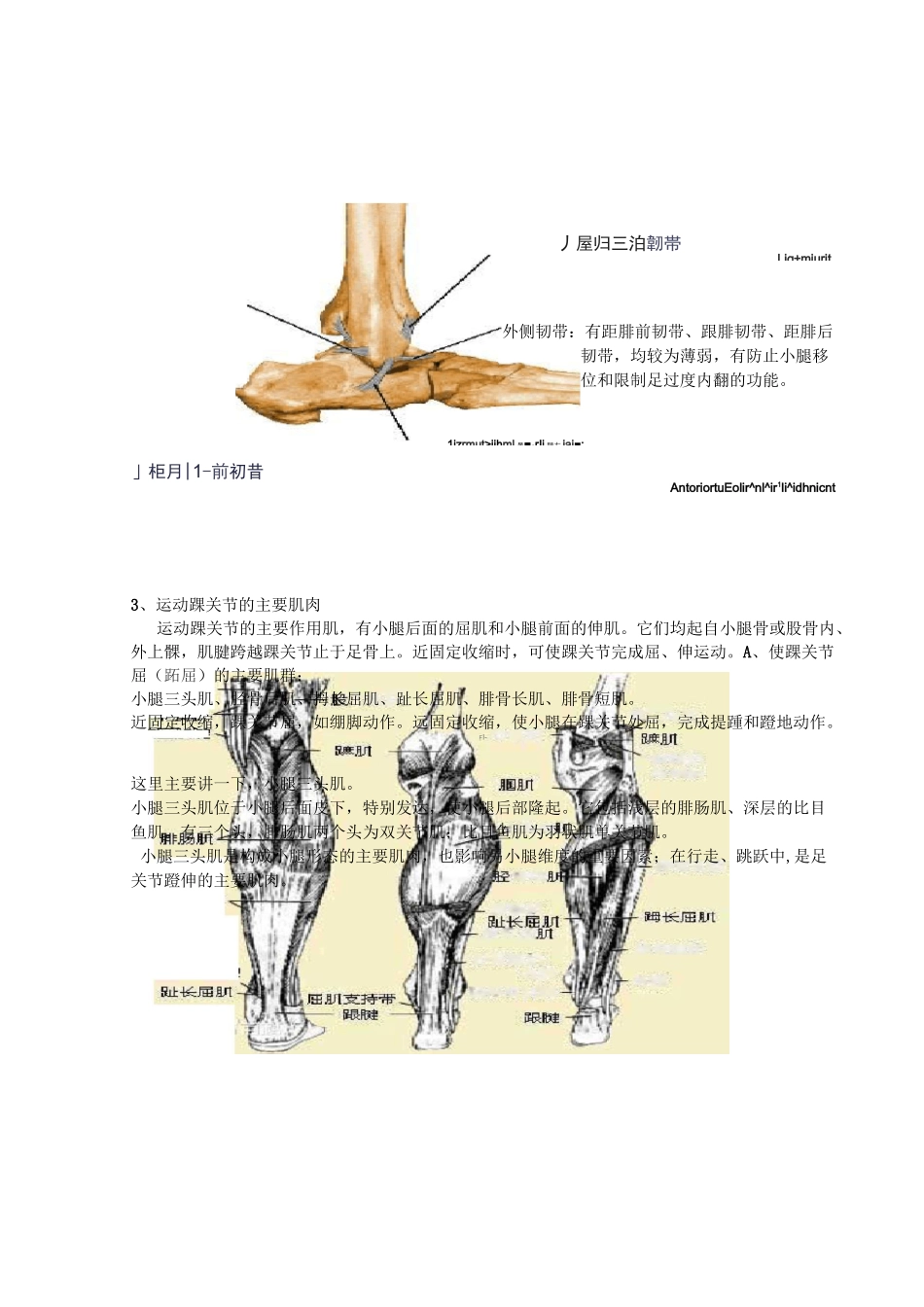 踝关节功能解剖、损伤和恢复_第2页