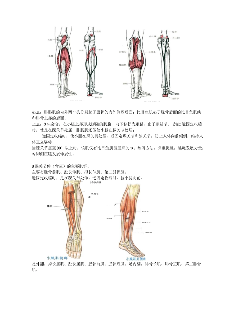 踝关节功能解剖、损伤和恢复_第3页