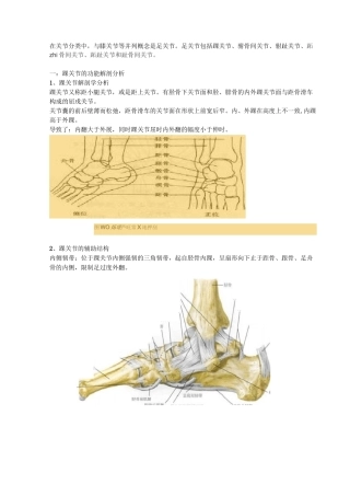 踝关节功能解剖、损伤和恢复