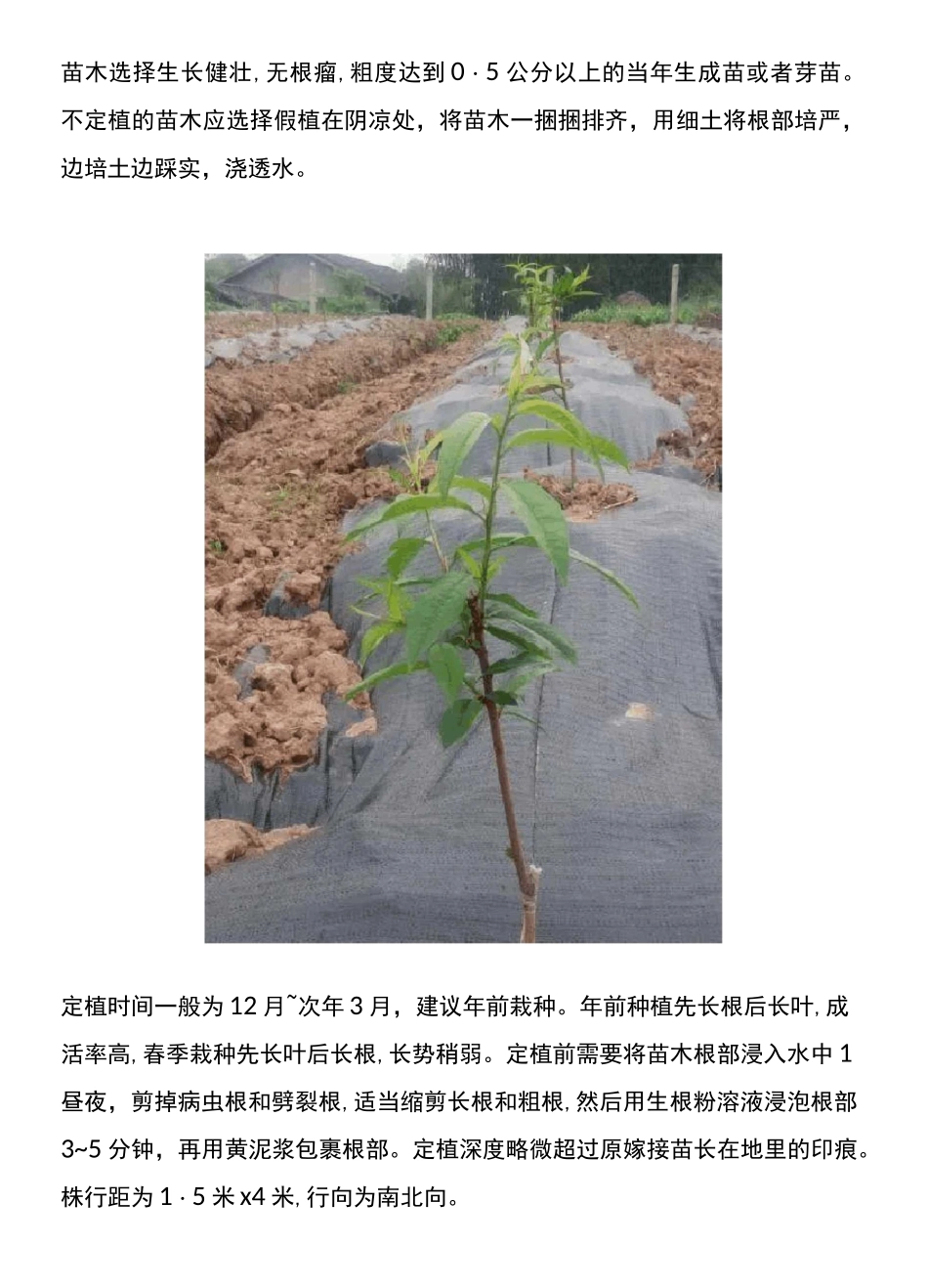 桃树主干形全套栽培技术_第2页
