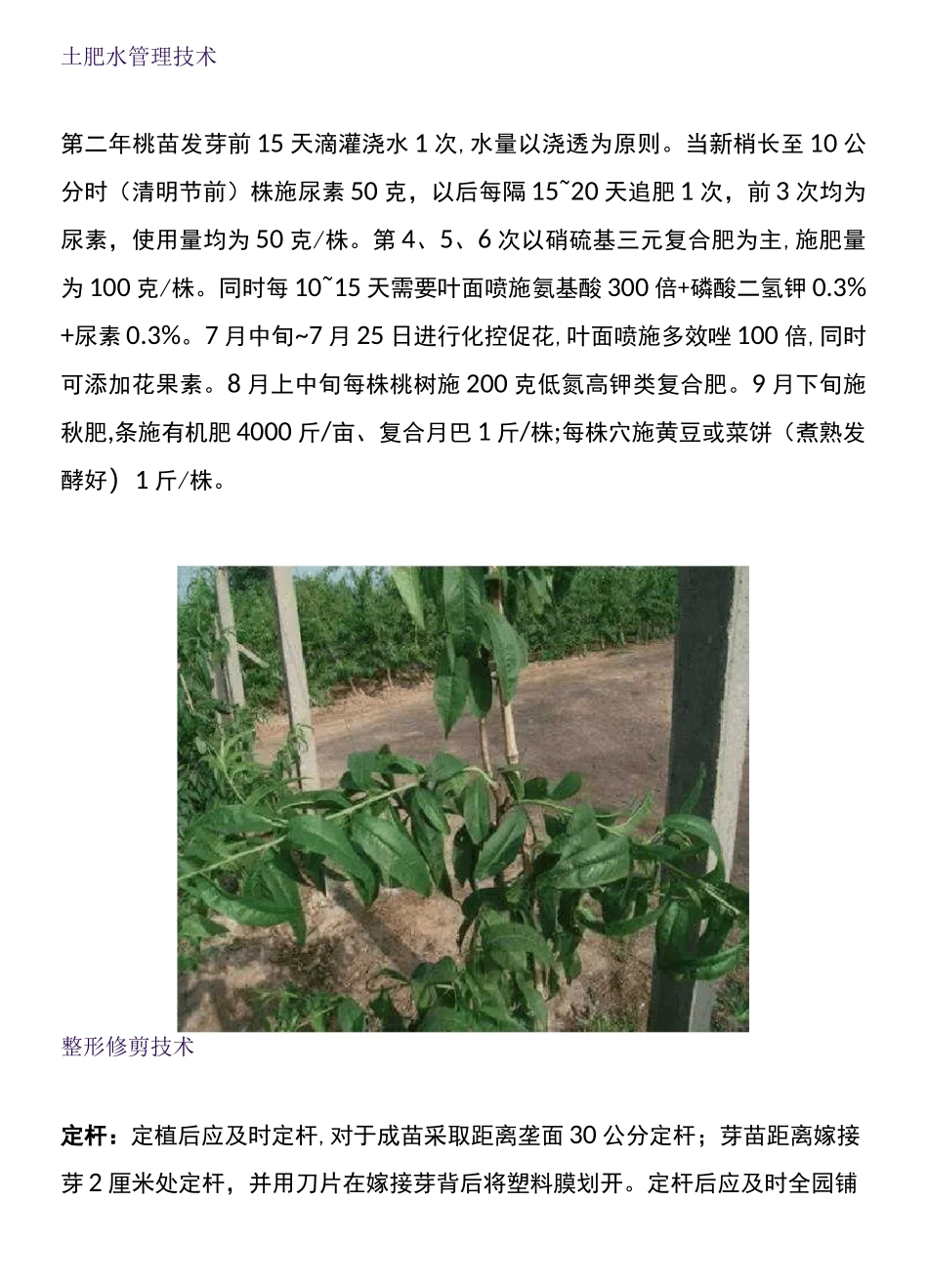 桃树主干形全套栽培技术_第3页