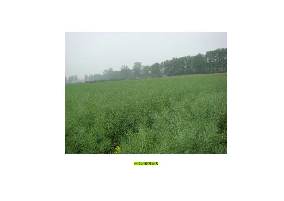 2015年高中地理24节气摄影素材6谷雨_第3页