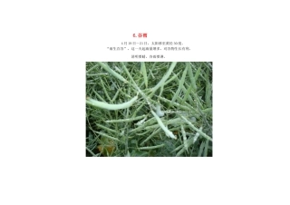 2015年高中地理24节气摄影素材6谷雨