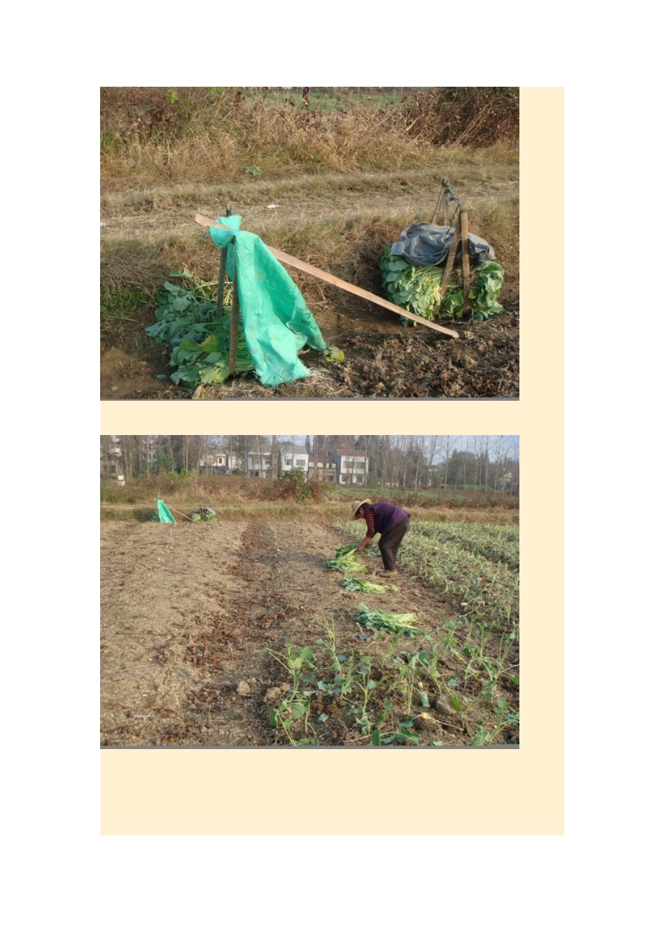 2015年高中地理24节气摄影素材19立冬_第3页