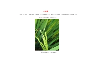 2015年高中地理24节气摄影素材14处暑