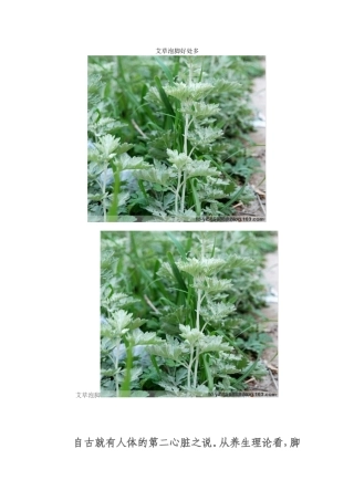 艾草泡脚好处多