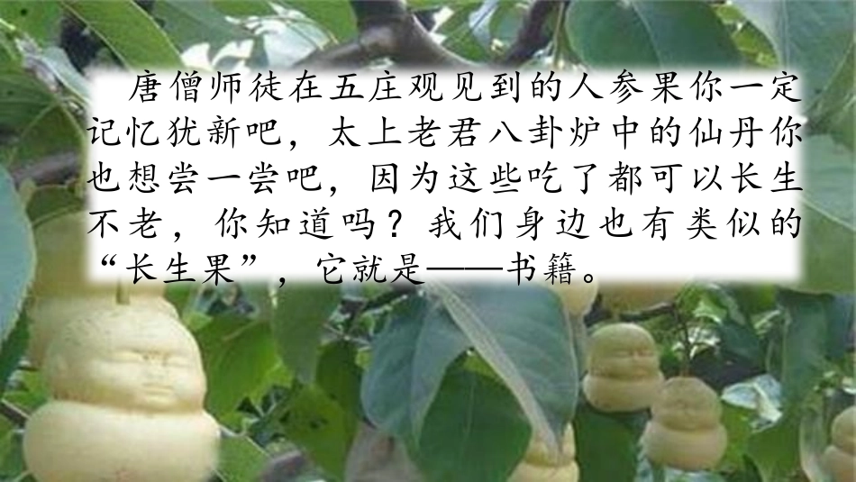 我的“长生果“_第1页