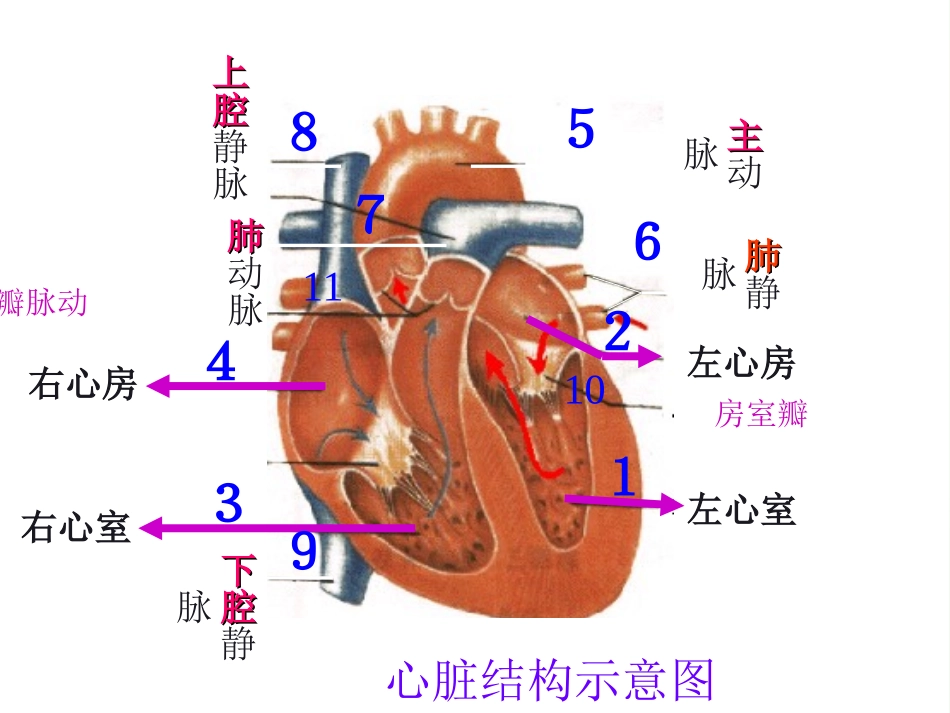 河北省安国市实验中学七年级生物下册第四章第三节物质运输的途径课件新版新人教版_第2页