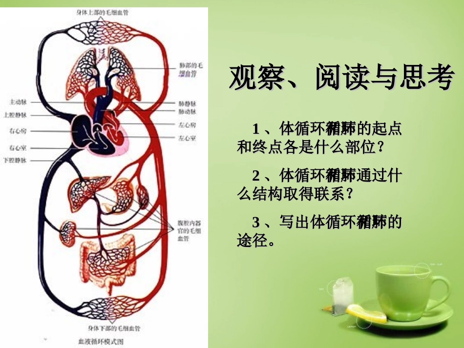 河北省安国市实验中学七年级生物下册第四章第三节物质运输的途径课件新版新人教版_第3页