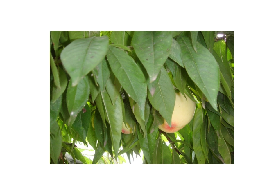 2015年高中地理24节气摄影素材9芒种_第2页