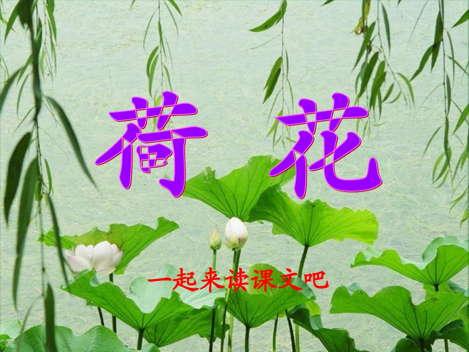 《荷花》PPT修改_第1页