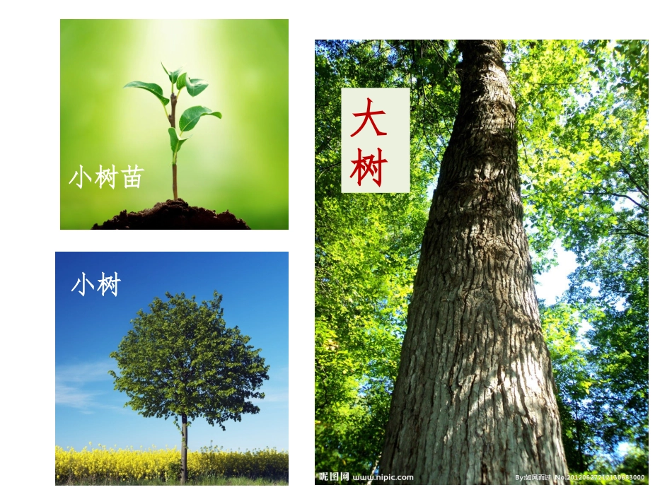 给树爷爷画像_第2页