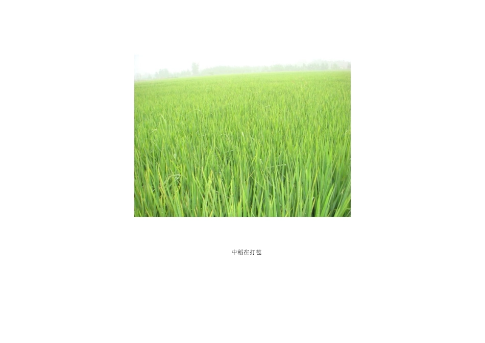 2015年高中地理24节气摄影素材13立秋_第3页