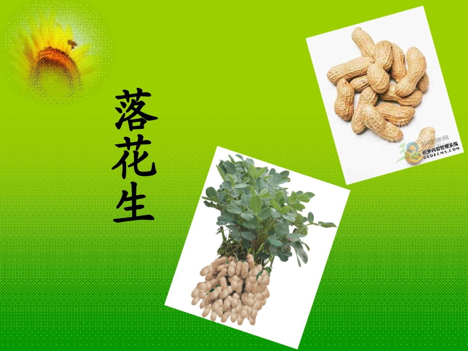 《落花生》课件5_第3页