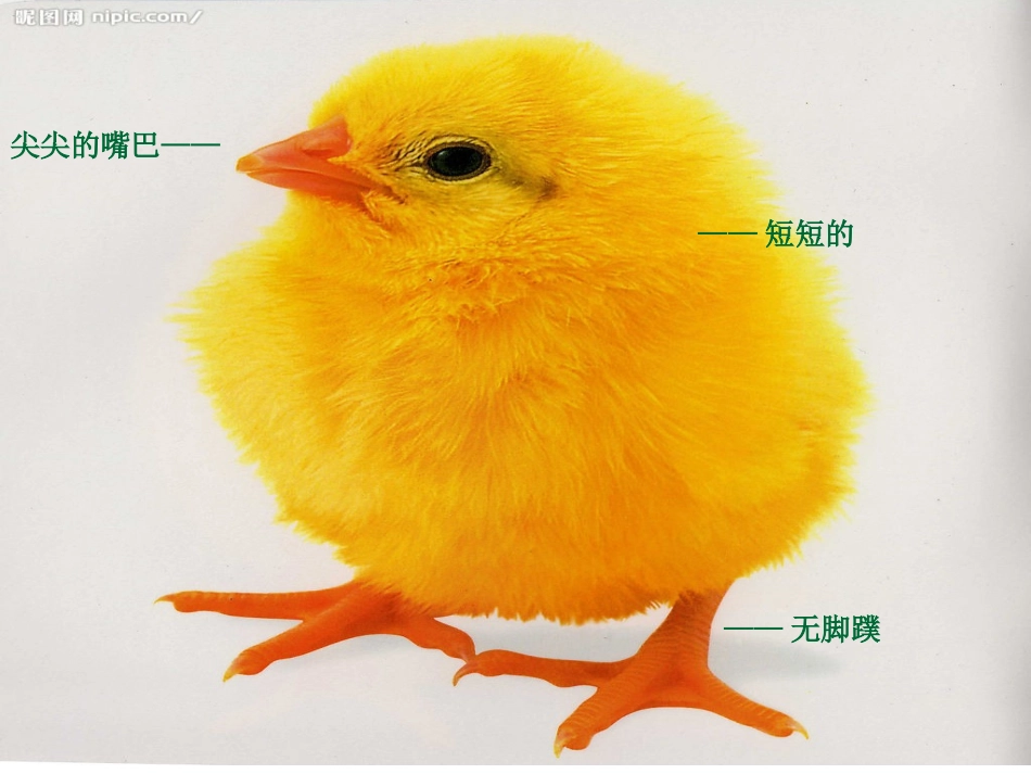 小班科学小鸡和小鸭_第2页