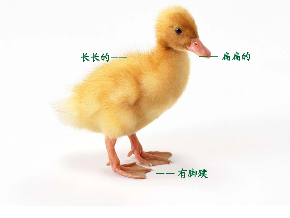 小班科学小鸡和小鸭_第3页