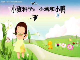 小班科学小鸡和小鸭
