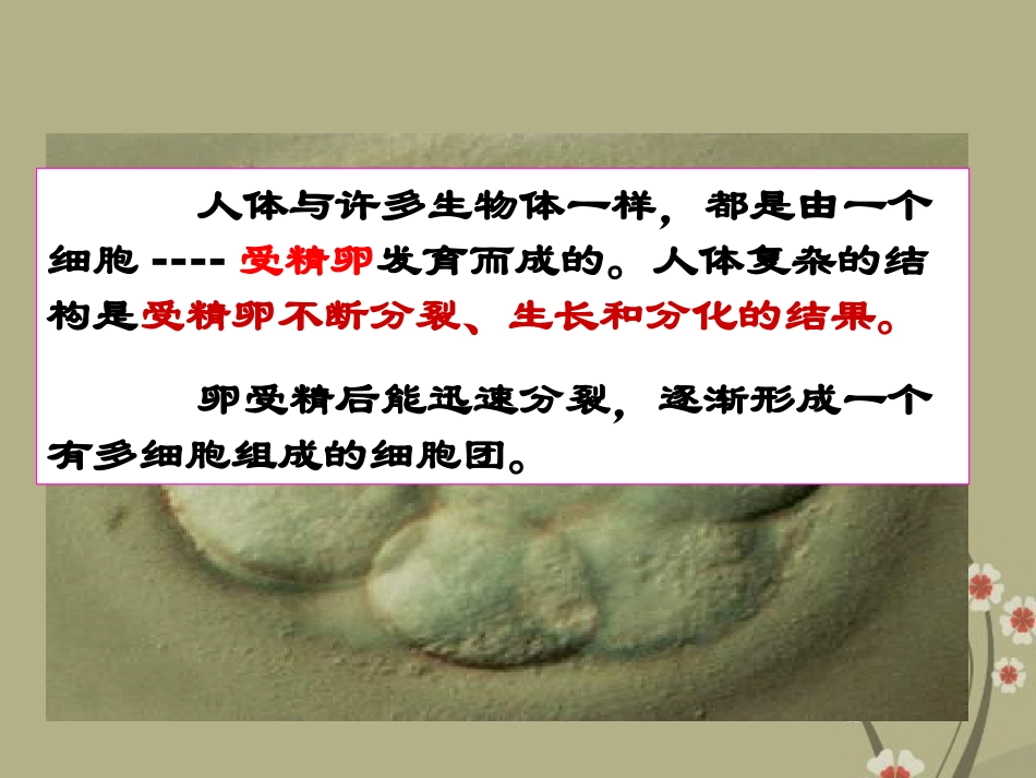 安徽省安庆市第九中学七年级生物上册《生物体的结构层次》课件 新人教版_第3页