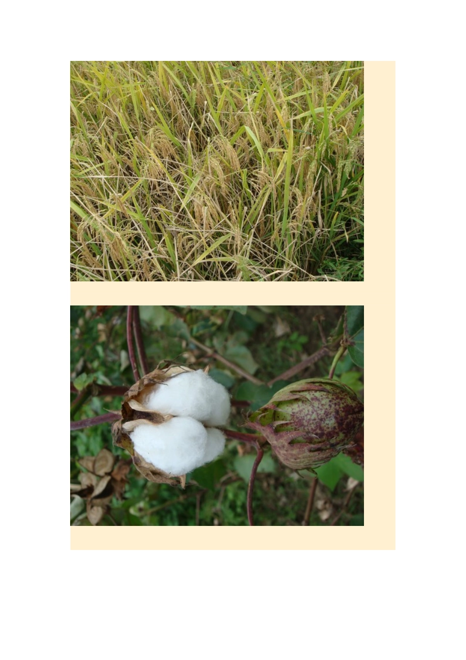 2015年高中地理24节气摄影素材16秋分_第3页