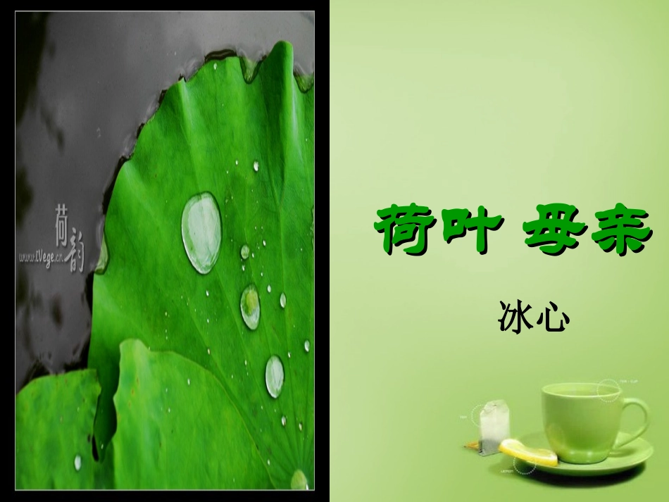 七年级语文上册4荷叶母亲课件3新版新人教版_第2页