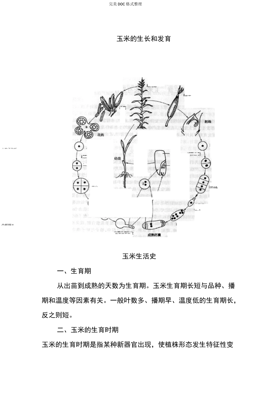 玉米的生长及发育_第1页