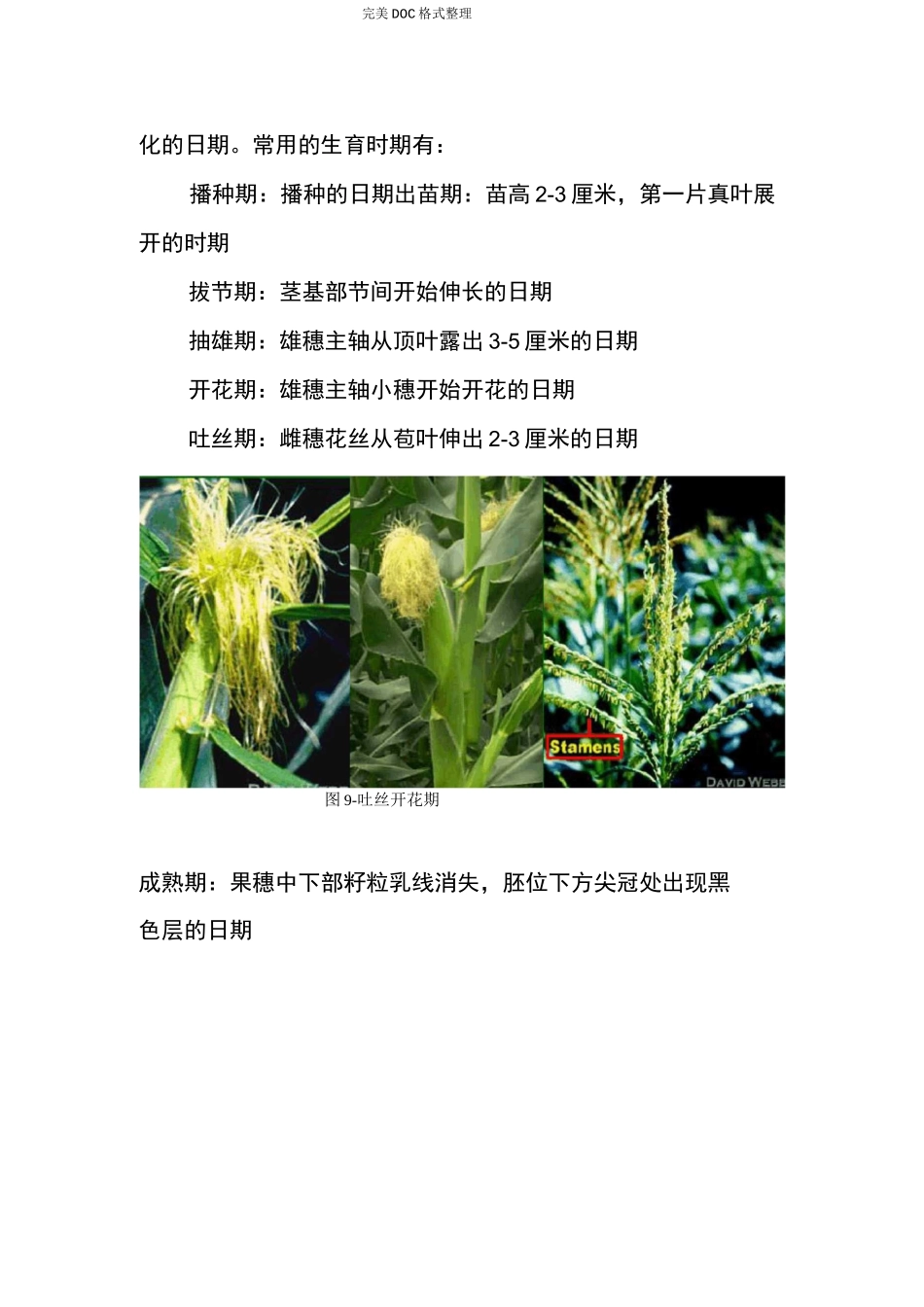 玉米的生长及发育_第2页