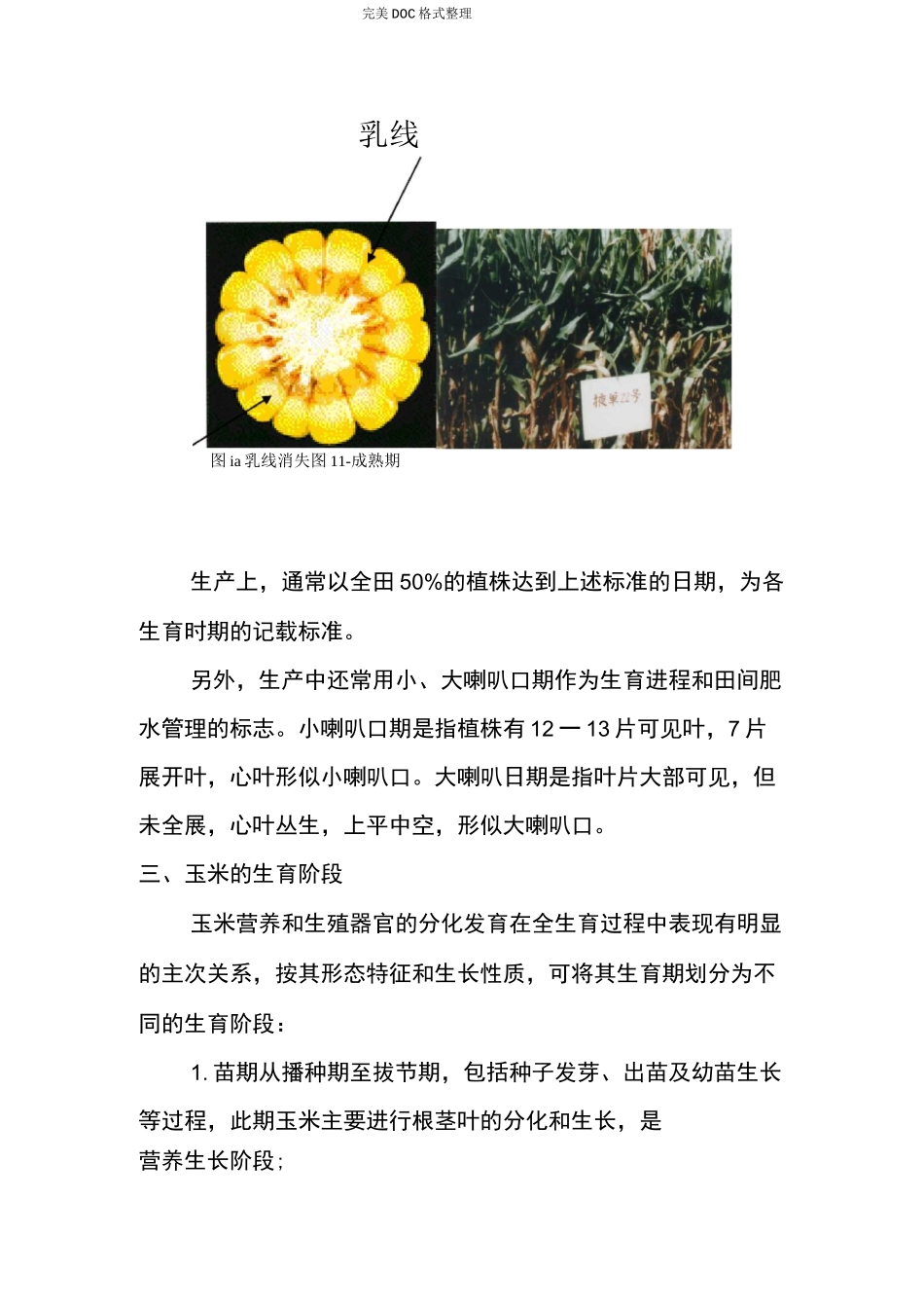 玉米的生长及发育_第3页