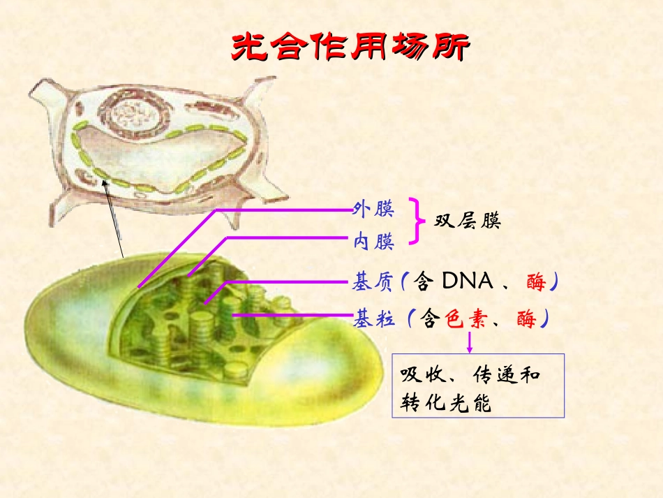 光合作用的过程第2号_第2页