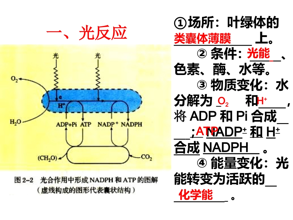 光合作用的过程第2号_第3页