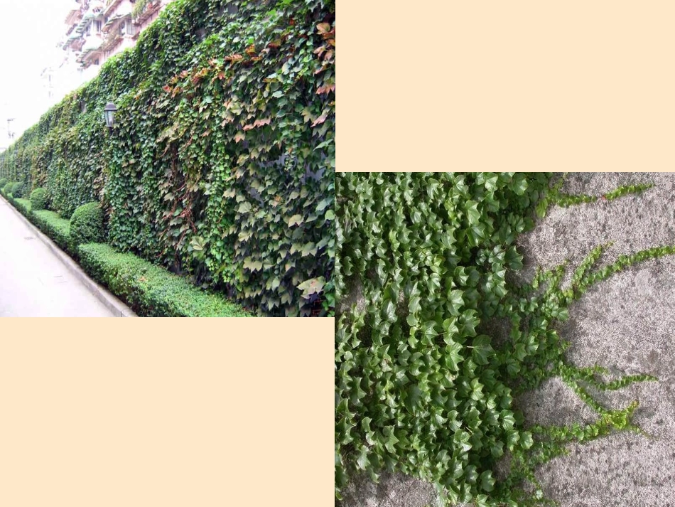 《爬山虎的脚》课件3_第3页