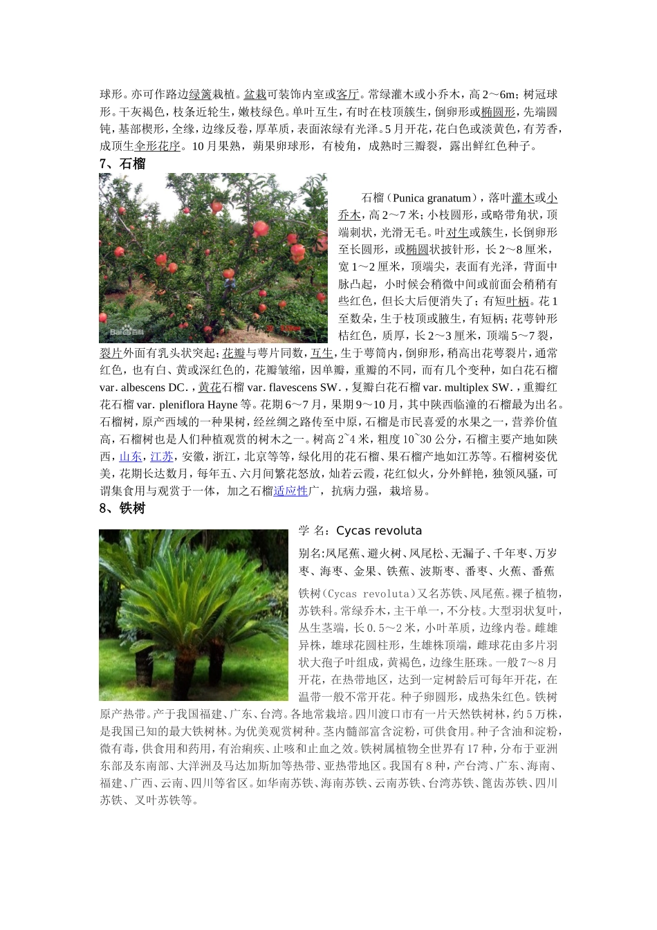幼儿园植物种属28_第3页