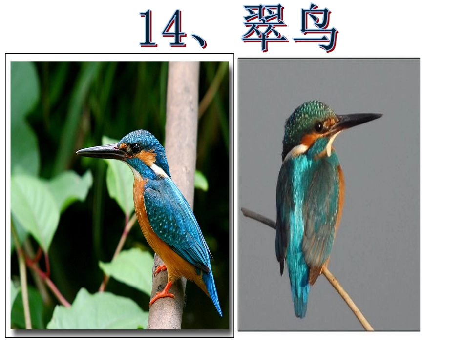 《翠鸟》课件 (2)_第2页